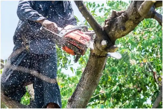 tree services Cathlamet